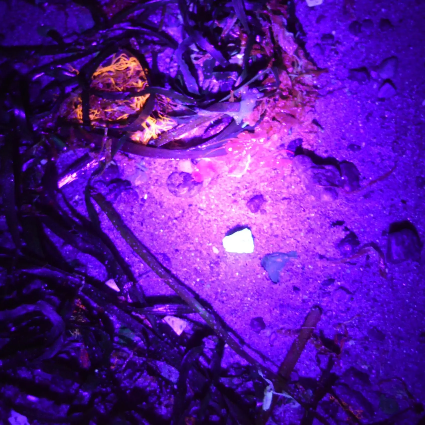 Schwarzlicht-Exkursion an der Wohlenberger Wiek: „Der Strand leuchtet“