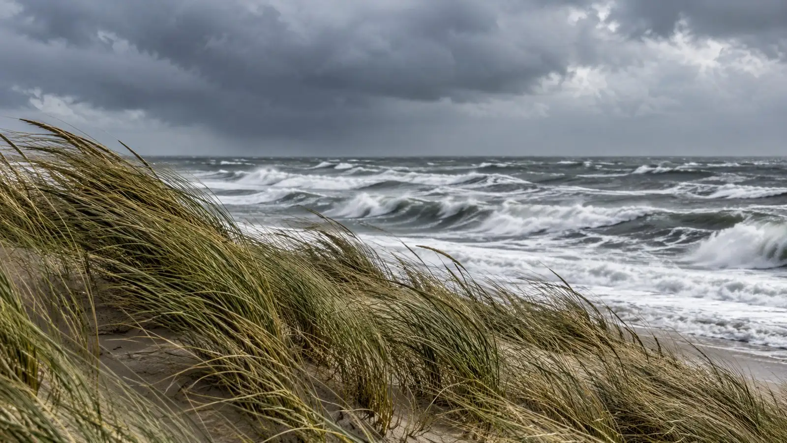 Sturm: Küstengras und bewegtes Meer. Generisches Motiv ohne erkennbaren Aufnahmeort.